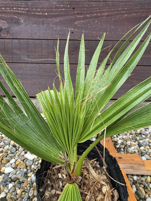 Washingtonia Filifera pui, anul 2– Palmier Californian Exotic pentru Grădină și Terasă [3]