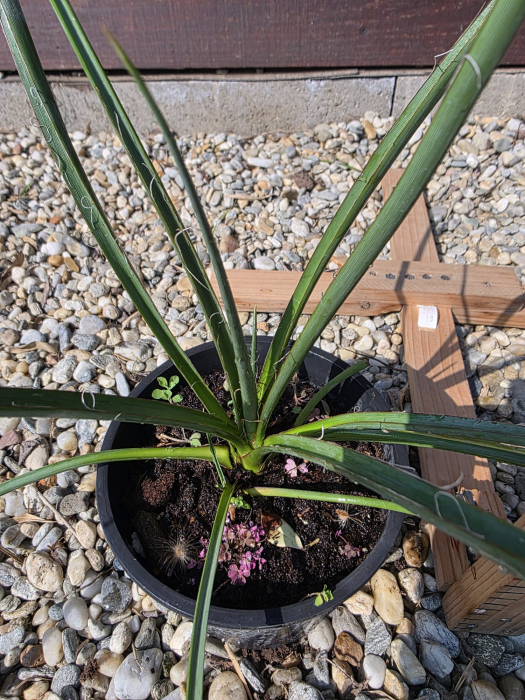 Yucca baccata – Yucca ornamentală rezistentă la secetă si ger [2]