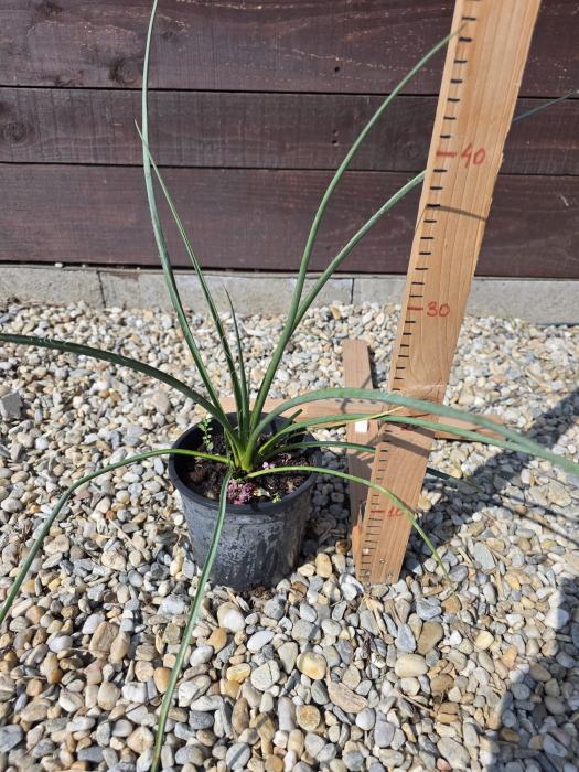 Yucca baccata – Yucca ornamentală rezistentă la secetă si ger [3]