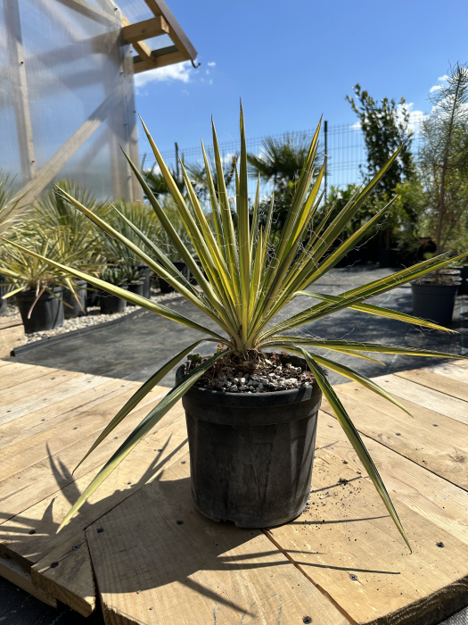 Yucca filamentosa ‘Bright Edge’ – plantă perenă cu frunze bicolore și inflorescențe spectaculoase [3]