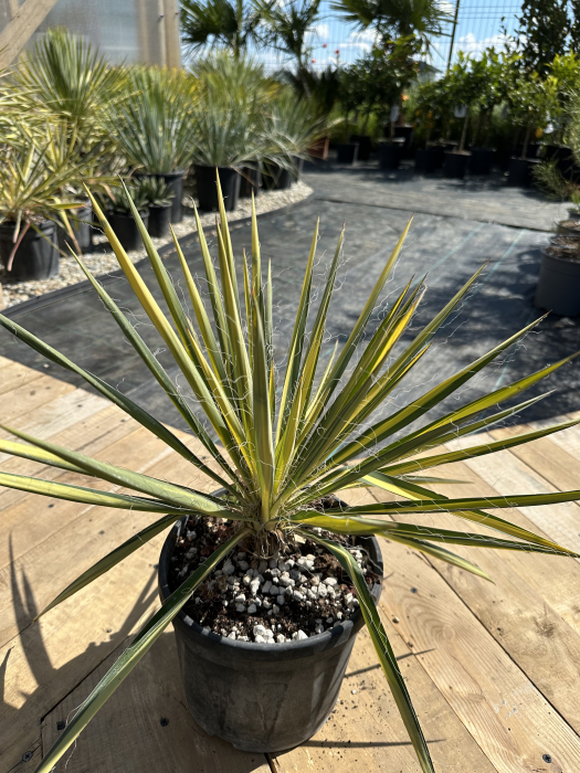 Yucca filamentosa ‘Bright Edge’ – plantă perenă cu frunze bicolore și inflorescențe spectaculoase [2]