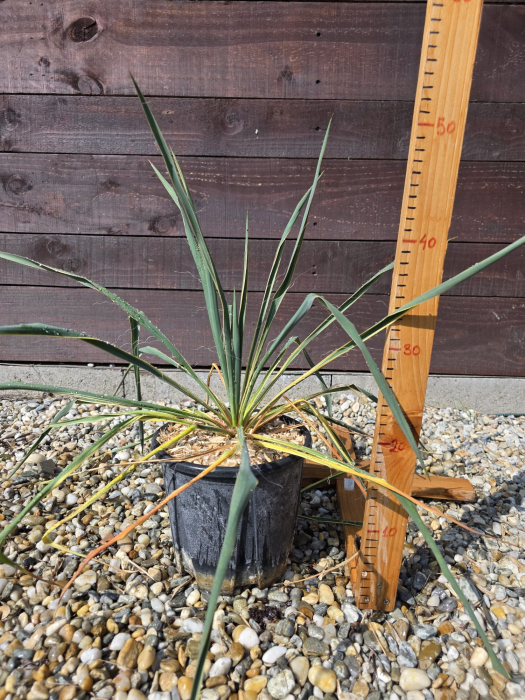 Yucca filamentosa color guard Variegata – Yucca ornamentală variegată pentru grădină [2]