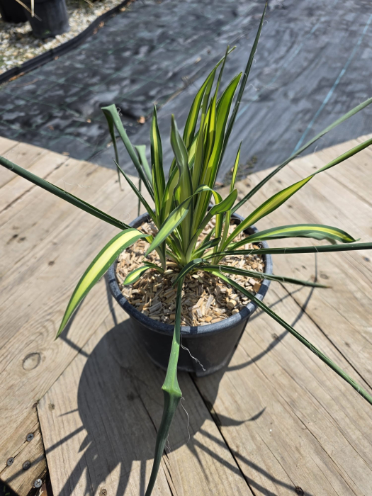 Yucca filamentosa color guard Variegata – Yucca ornamentală variegată pentru grădină [3]
