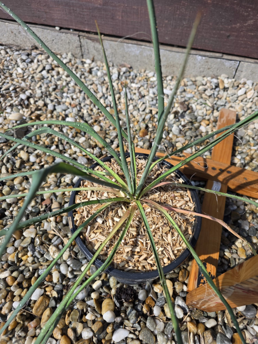 Yucca filamentosa verde – Plantă ornamentală rezistentă pentru grădină [2]