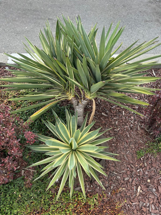 Yucca Gloriosa Variegata [3]