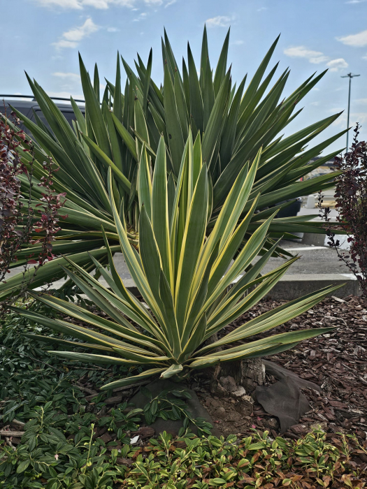 Yucca Gloriosa Variegata [1]