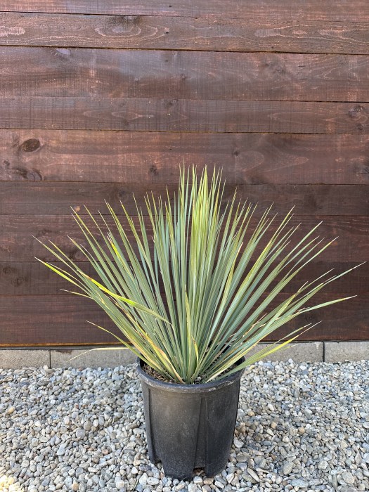 Yucca Rostrata "Blue Sapphire Skies" - planta exotica rezista la ger 30-40cm [1]