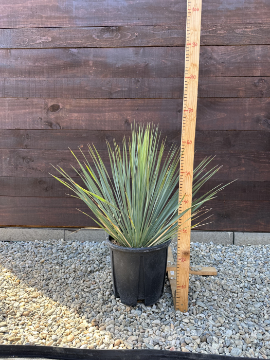 Yucca Rostrata "Blue Sapphire Skies" - planta exotica rezista la ger 30-40cm [2]