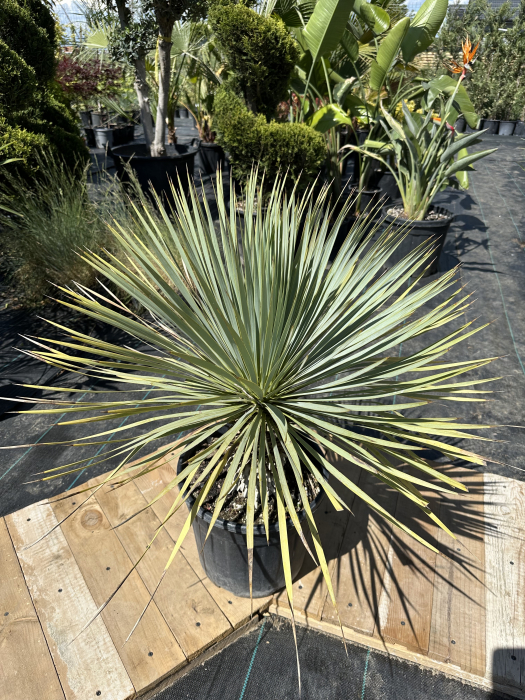 Yucca Rostrata "Blue Sapphire Skies" - planta exotica rezista la ger 30-40cm [3]