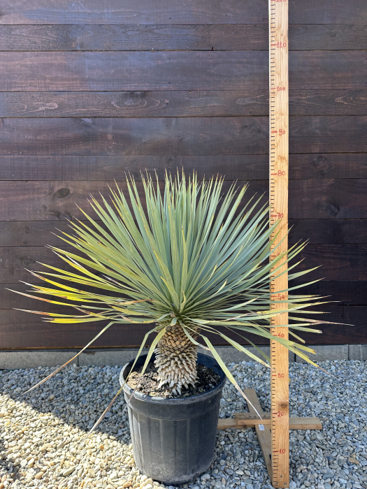 Yucca rostrata - planta exotica rezista la ger 70-80cm [4]