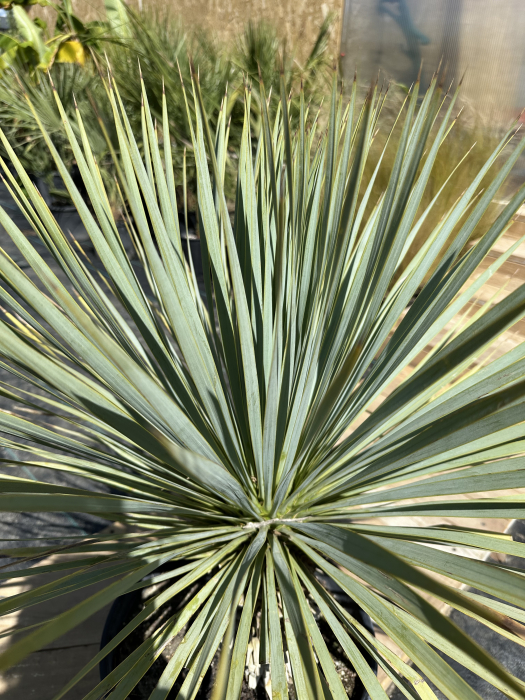 Yucca rostrata - planta exotica rezista la ger 70-80cm [3]