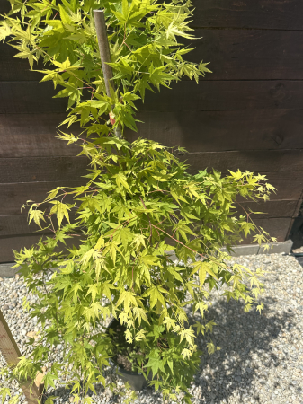 Acer palmatum verde - Arțar japonez verde [2]