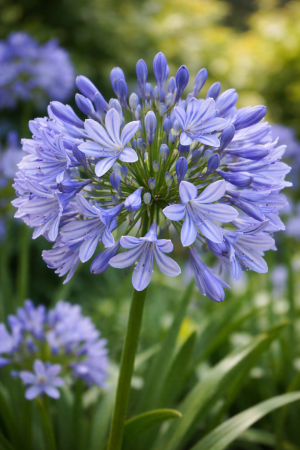 PLANTE BALCON ȘI TERASĂ - Agapanthus – Crin african ornamental cu flori albastre spectaculoase