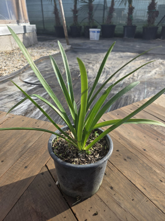 Agapanthus – Crin african ornamental cu flori albastre spectaculoase [1]