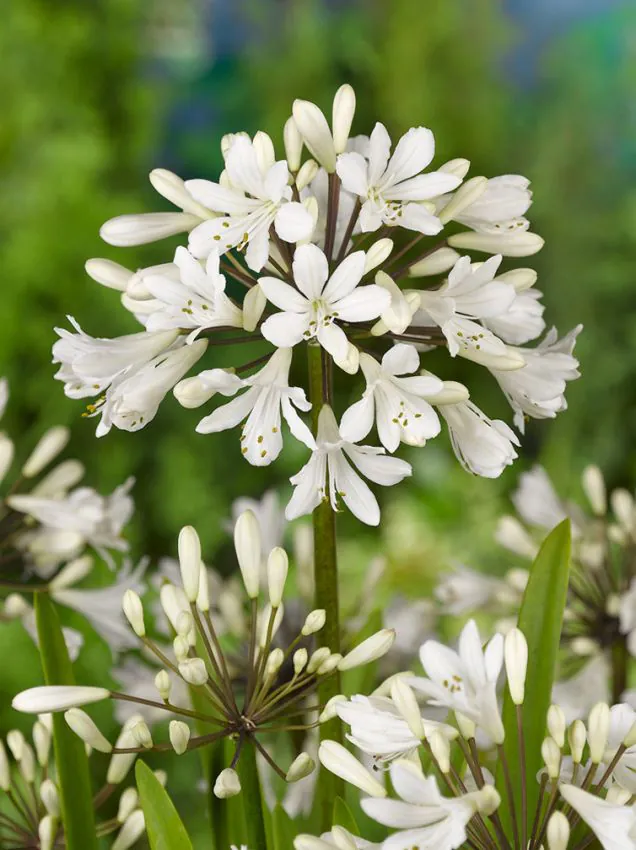PLANTE BALCON ȘI TERASĂ - Agapanthus – Crin african ornamental cu flori spectaculoase