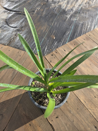 Agapanthus – Crin african ornamental cu flori albastre spectaculoase [2]