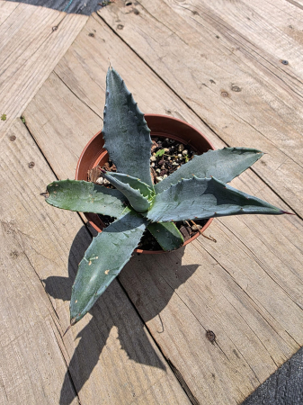 CACTUSI SI SUCULENTE - Agave americana – Agavă Americană Rezistentă | Plantă Mediteraneană Exotică pentru Grădină și Ghiveci