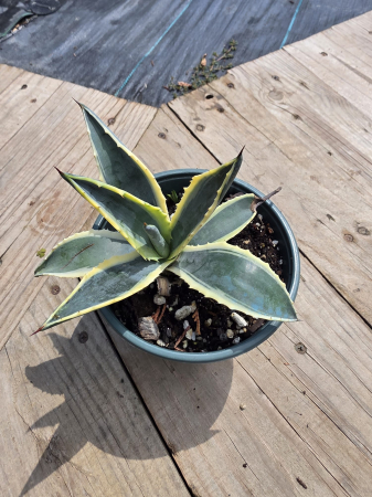 Agave americana 'Variegata' – Agavă Variegată cu Frunze Galben-Verzi | Plantă Mediteraneană Exotică pentru Grădină și Ghiveci [1]