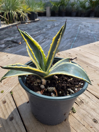 CACTUSI SI SUCULENTE - Agave americana 'Variegata' – Agavă Variegată cu Frunze Galben-Verzi | Plantă Mediteraneană Exotică pentru Grădină și Ghiveci