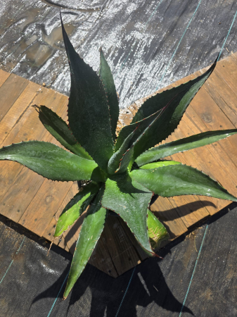 CACTUSI SI SUCULENTE - Agave Atrovirens – Plantă ornamentală exotică de mari dimensiuni, cu aspect arhitectural