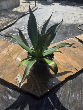 Agave Atrovirens – Plantă ornamentală exotică de mari dimensiuni, cu aspect arhitectural [1]