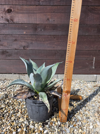 Flori și plante ornamentale - Agave ‘Dragon Toes’ (Agave pygmaea) – Agavă ornamentală compactă pentru grădini exotice