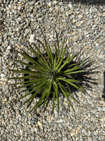 Agave geminiflora – Plantă exotică cu frunziș filiform, ideală pentru grădini uscate [1]