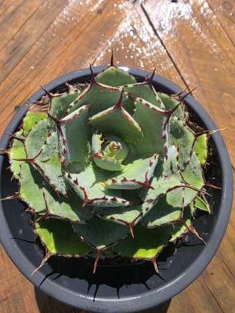 CACTUSI SI SUCULENTE - Agave Nishikan – Plantă ornamentală exotică cu frunze variegate spectaculoase