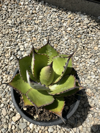 Agave parryi – Plantă suculentă rezistentă la ger si seceta