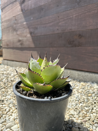 Agave parryi – Plantă suculentă rezistentă la ger si seceta [2]