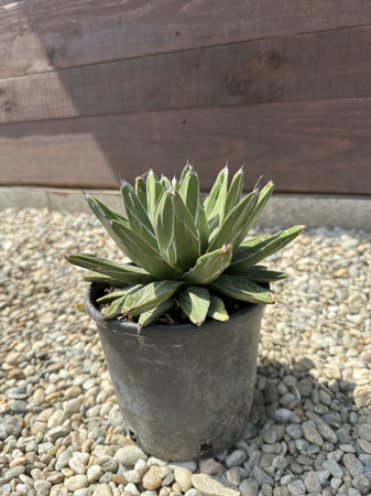 Agave victoriae-reginae – Agava regina, suculentă decorativă cu aspect sculptural [3]