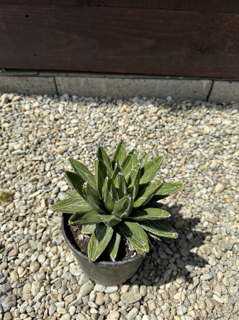 Agave victoriae-reginae – Agava regina, suculentă decorativă cu aspect sculptural [1]
