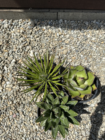Agave victoriae-reginae – Agava regina, suculentă decorativă cu aspect sculptural [4]