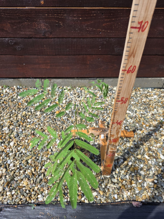 Albizia julibrissin – Arbore de Mătase cu flori rozi spectaculoase 20-40cm [1]