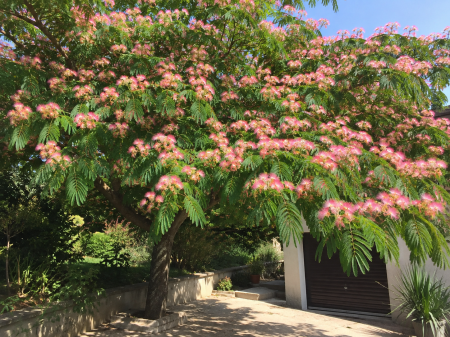 Arbuşti ornamentali - Albizia julibrissin – Arbore de Mătase cu flori rozi spectaculoase 20-40cm