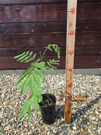 Albizia julibrissin – Arbore de Mătase cu flori rozi spectaculoase 20-40cm [2]