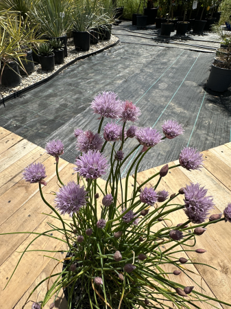 PERENE - Allium – Ceapă decorativă cu flori sferice mov, ideală pentru borduri și grădini perene