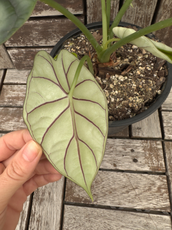 Alocasia Dragon Scale 25cm [2]