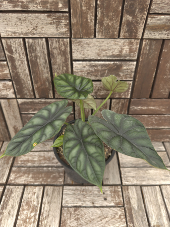 Plante de interior - Alocasia Dragon Scale 25cm