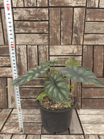 Alocasia Dragon Scale 25cm [3]