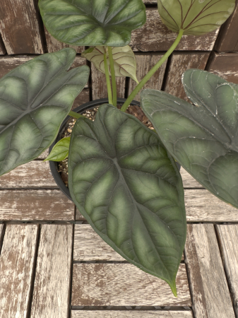 Alocasia Dragon Scale 25cm [1]