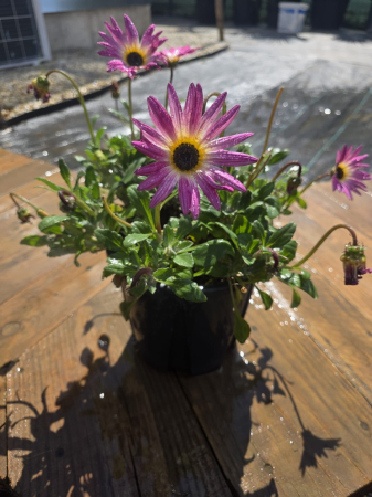 Arctotis – Plantă ornamentală cu flori spectaculoase pentru grădini însorite [3]