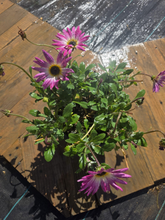 Arctotis – Plantă ornamentală cu flori spectaculoase pentru grădini însorite [2]