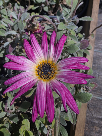 PLANTE BALCON ȘI TERASĂ - Arctotis – Plantă ornamentală cu flori spectaculoase pentru grădini însorite