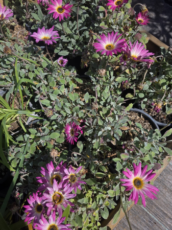 Arctotis – Plantă ornamentală cu flori spectaculoase pentru grădini însorite [1]