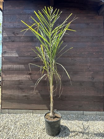 Plante de interior - Arecastrum romanzoffianum "Queen Palm" – Palmier Regina decorativ pentru terase și grădini exotice