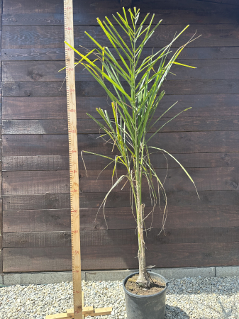 Arecastrum romanzoffianum "Queen Palm" – Palmier Regina decorativ pentru terase și grădini exotice [2]