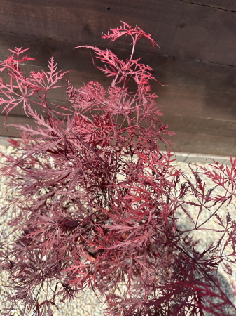 Artar Japonez cu frunziș roșu dantelat spectaculos – Acer Palmatum Stella Rosa [1]