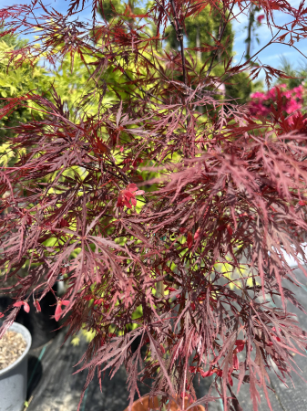 Artar Japonez cu frunziș roșu dantelat spectaculos – Acer Palmatum Stella Rosa [3]