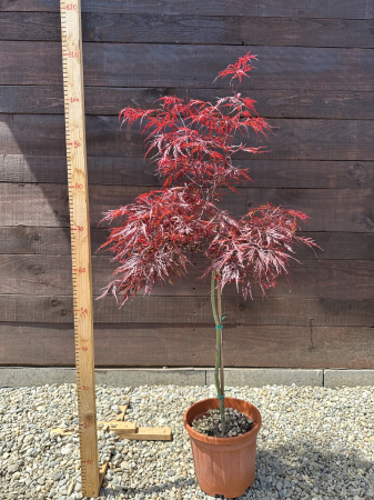 Arbuşti ornamentali - Artar Japonez cu frunziș roșu dantelat spectaculos – Acer Palmatum Stella Rosa